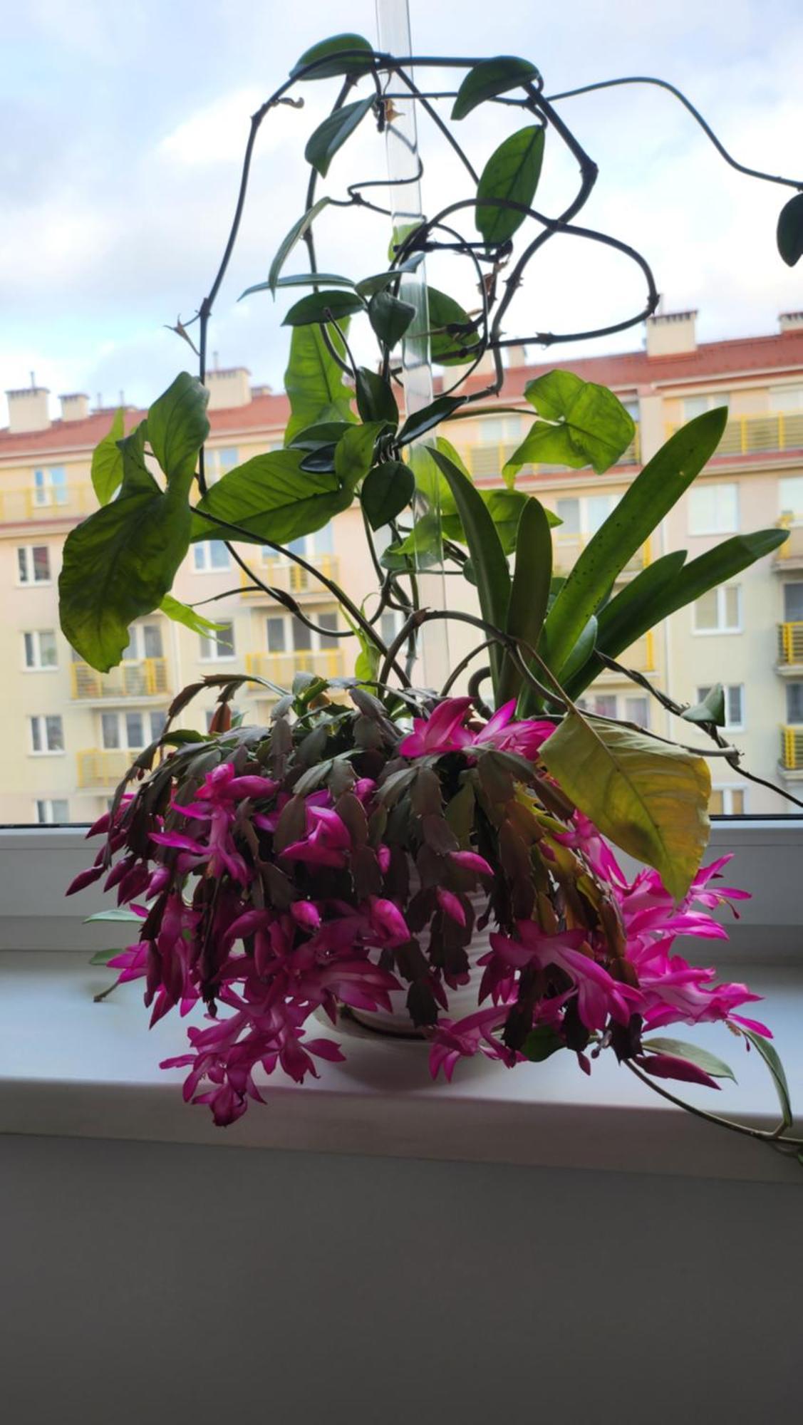 Wspomnienie Mlodosci Appartement Krakau Buitenkant foto